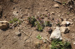 Sempervivum tectorum