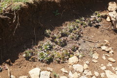 Sempervivum tectorum