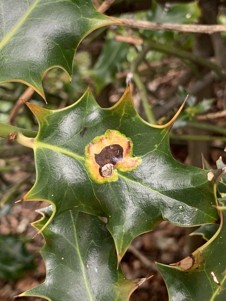 Holly Leaf Gall Fly