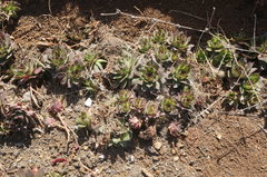 Sempervivum tectorum