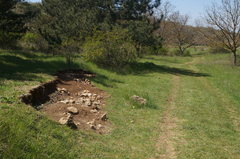 Sempervivum tectorum