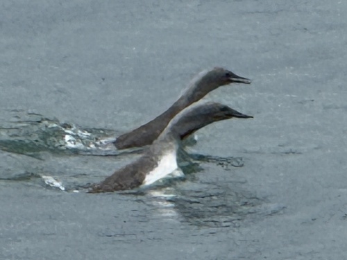 Red-throated Loon