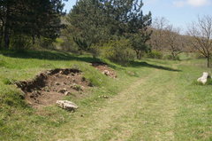 Sempervivum tectorum