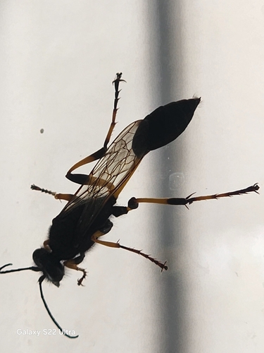 Sceliphron spirifex