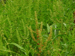 Rumex trisetifer