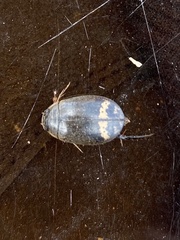 Acilius mediatus