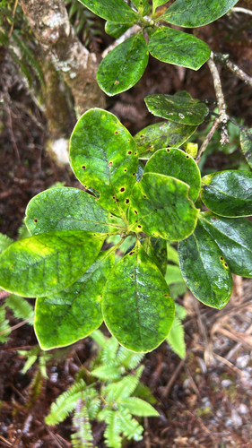 Ilex anomala observed 2026-07-20