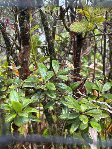 Myrsine alyxifolia observed 2026-07-20