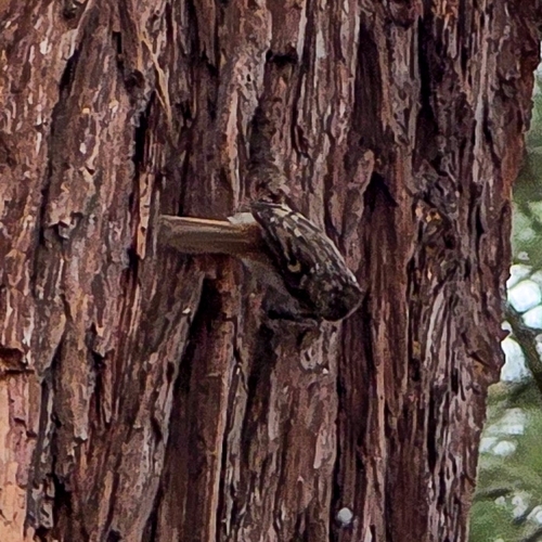 iNaturalist observation photo of Brown Creeper