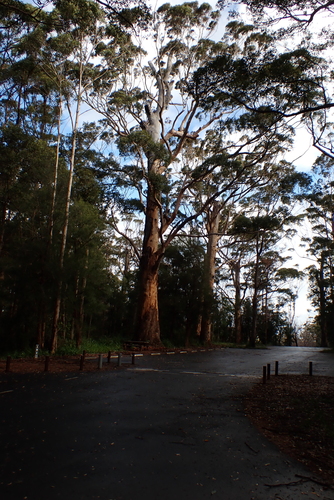Eucalyptus diversicolor, photograph 4