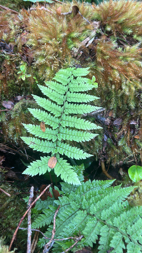 Athyrium microphyllum observed 2026-07-20
