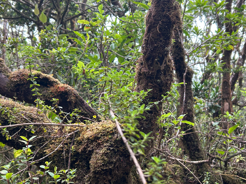 Coprosma elliptica observed 2026-07-18