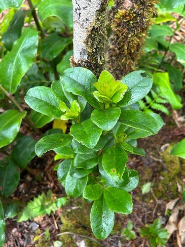 Ilex anomala observed 2026-07-18