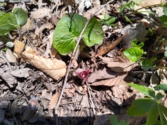 Asarum canadense reflexum