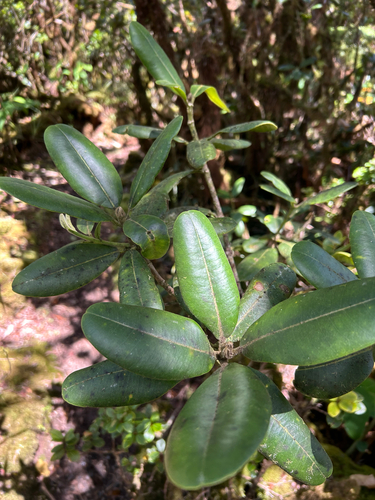 Melicope clusiifolia observed 2026-07-18