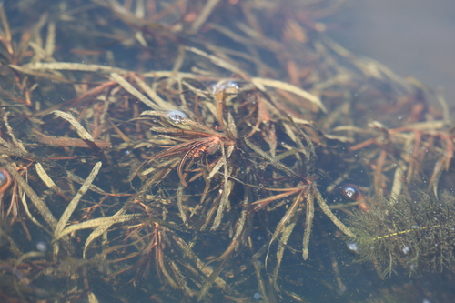Blunt-leaved pondweed (Potamogeton obtusifolius)