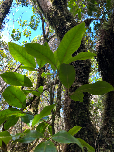 Cheirodendron trigynum observed 2026-07-18