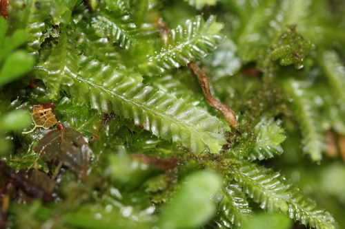 Heteroscyphus coalitus observed 2026-07-20