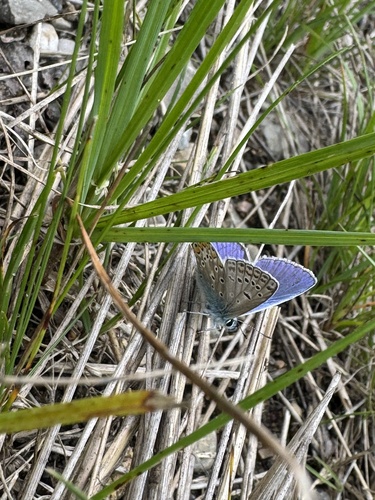 Common Blue