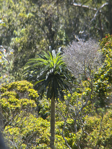 Cyanea leptostegia observed 2026-07-18