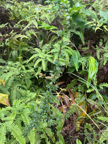 Coprosma elliptica observed 2026-07-20
