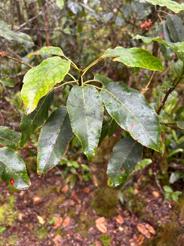 Elaeocarpus bifidus observed 2026-07-20