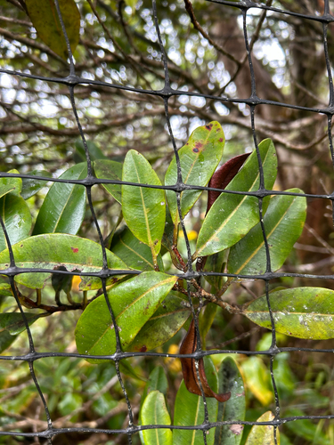 Syzygium sandwicense observed 2026-07-20
