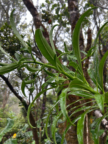 Trematolobelia kauaiensis observed 2026-07-20