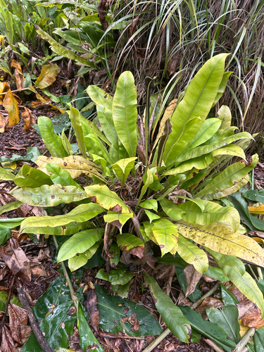 Elaphoglossum crassicaule observed 2026-07-20