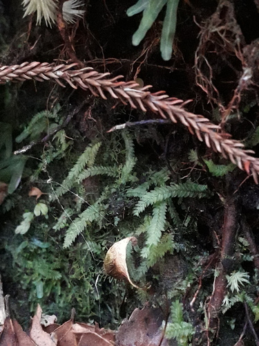 Rhizogonium novae-hollandiae observed 2026-07-11
