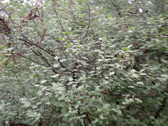 Chorilaena quercifolia