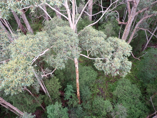 Eucalyptus diversicolor