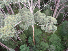 Eucalyptus diversicolor