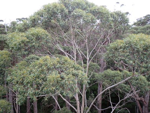 Eucalyptus diversicolor, photograph 1