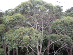 Eucalyptus diversicolor, photograph (c) Em Lamond, some rights reserved (CC BY)