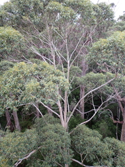 Eucalyptus diversicolor, photograph (c) Em Lamond, some rights reserved (CC BY)