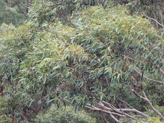 Eucalyptus diversicolor, photograph (c) Em Lamond, some rights reserved (CC BY)