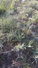 Jurinea stoechadifolia