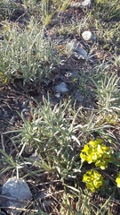 Jurinea stoechadifolia