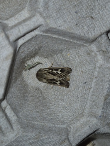 Antler Moth, Warten, Nederland, photo 7 of 10