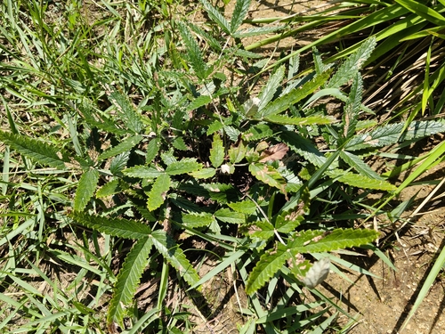 Potentilla discolor, 2026-07-21
