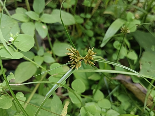 Cyperus cyperinus observed 2026-07-21