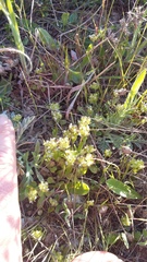 Valerianella turgida