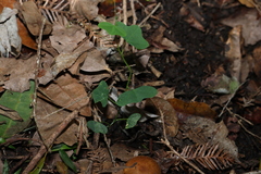 Passiflora aurantia, photograph (c) Greg Tasney, some rights reserved (CC BY-SA)