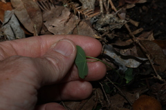 Passiflora aurantia, photograph (c) Greg Tasney, some rights reserved (CC BY-SA)