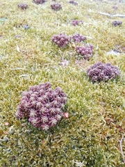 Sedum annuum