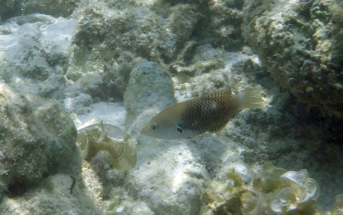 Halichoeres podostigma observed 2026-07-21