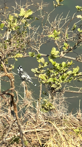 iNaturalist image
