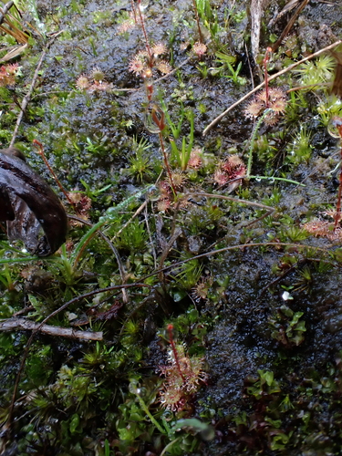 Drosera modesta