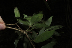 (c) Greg Tasney, some rights reserved (CC BY-SA) Argyrodendron trifoliolatum, photograph (c) Greg Tasney, some rights reserved (CC BY-SA)